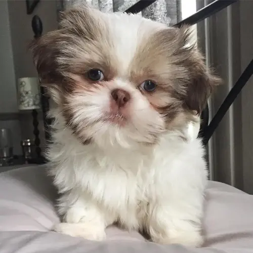 Stan
