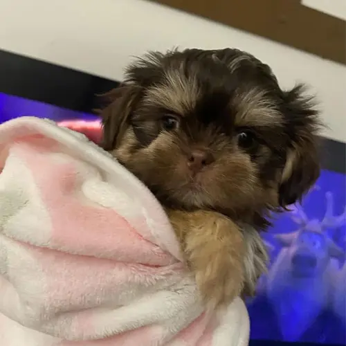 Maya